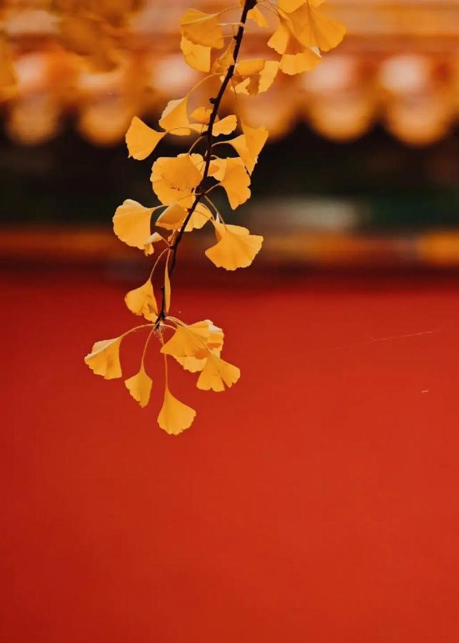 The East Hotel-very Close To The Drum Tower,the Temple,houhai Bar Street,and The Forbidden City,there Are Many Old Traditional Hutongs Around The ,experience The Culture Of Old Hutongs,near Exit A Of Shichahai On Metro Line